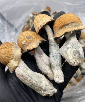 Penis Envy Mushrooms