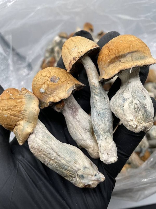 Penis Envy Mushrooms