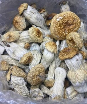 Golden Teacher Mushroom