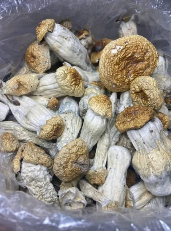 Golden Teacher Mushroom