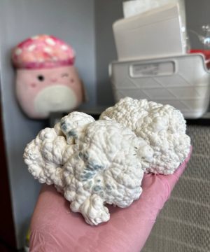 Engima magic mushrooms 🍄