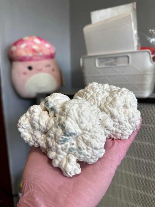 Engima magic mushrooms 🍄